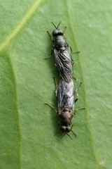 Stratiomyidae