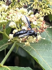 Liacos nigrita halima