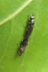 Stratiomyidae