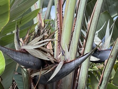 Strelitzia nicolai