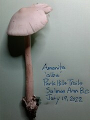 Amanita coryli