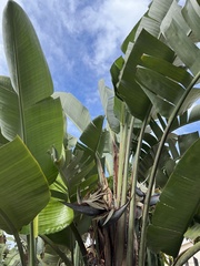 Strelitzia nicolai