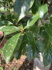 Trochodendron aralioides