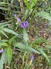Solanum laciniatum