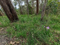 Arthropodium strictum