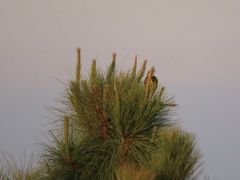 Pinus elliottii densa