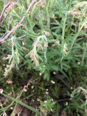 Gonocarpus elatus