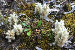 Ptilotus spathulatus