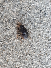 Onthophagus fodiens