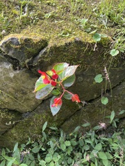 Begonia semperflorens-cultorum
