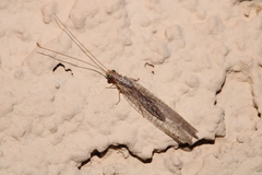 Eremochrysa punctinervis