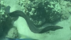 Gymnothorax meleagris