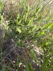 Melichrus urceolatus