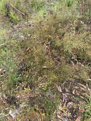 Pultenaea gunnii