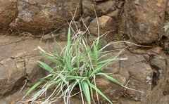 Xerophyta