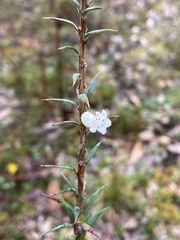 Epacris impressa