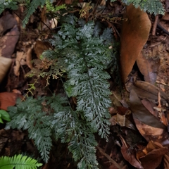 Trichomanes obscurum