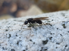 Polyrhachis lamellidens