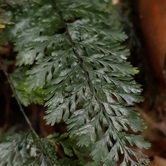 Trichomanes obscurum