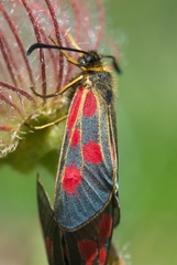 Zygaena exulans