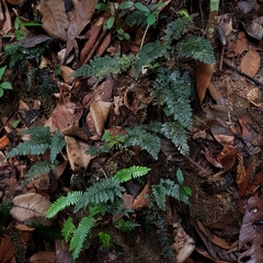 Trichomanes obscurum