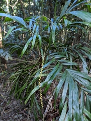 Linospadix monostachyus