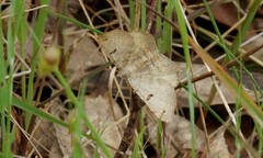Dissomorphia australiaria
