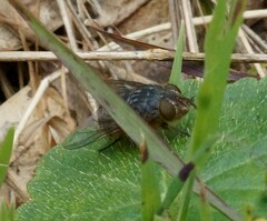 Calliphora stygia
