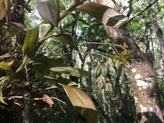 Epidendrum amphistomum