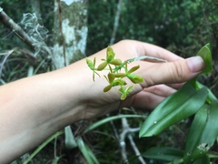 Epidendrum amphistomum