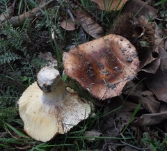 Russula sanguinea