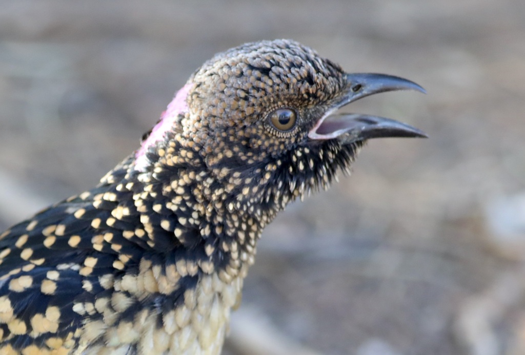 Spotted Bowerbirds and Allies