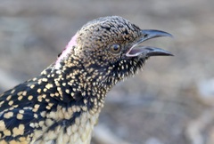 Chlamydera guttata