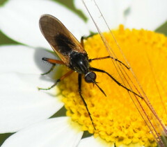 Empis tessellata