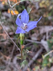 Wahlenbergia capillaris