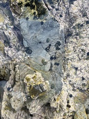 Littorina subrotundata