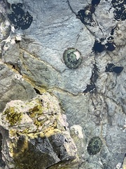 Littorina subrotundata
