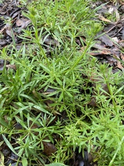 Galium aparine