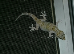 Chondrodactylus bibronii