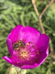 Apis mellifera capensis
