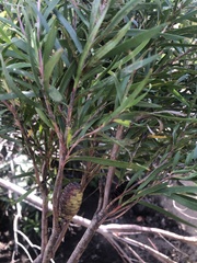 Leucadendron pondoense