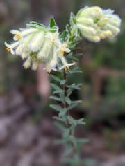 Pimelea octophylla