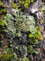 Physconia perisidiosa