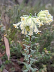 Pimelea octophylla