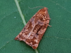 Archips oporana