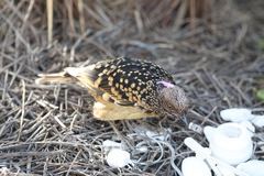 Chlamydera guttata