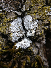 Physconia perisidiosa