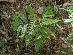 Parapolystichum microsorum