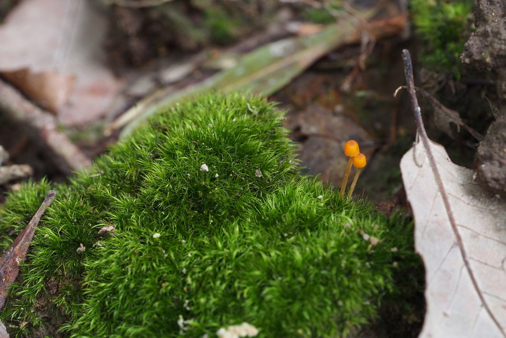 Pruinomycena acicula · September 2015 · photo: © harumkoh (iNaturalist, cc-by)