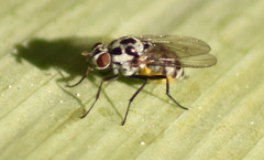 Anthomyia procellaris